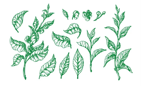 Botanik seti. Çay fıçısının vektör şekli, yaprak — Stok Vektör