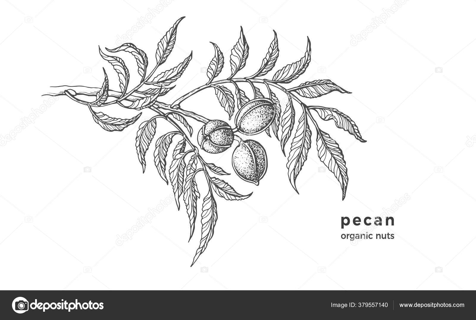 Pecan Tree Ink Texture Sketch Raw Nuts Leaf Vector Botanical Stock Vector  by ©BatikArt 379557140