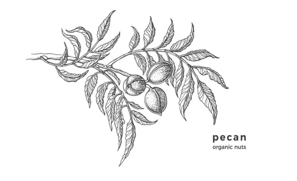 Pecan Tree Croquis Texture Encre Noix Crues Feuille Illustration Botanique — Image vectorielle