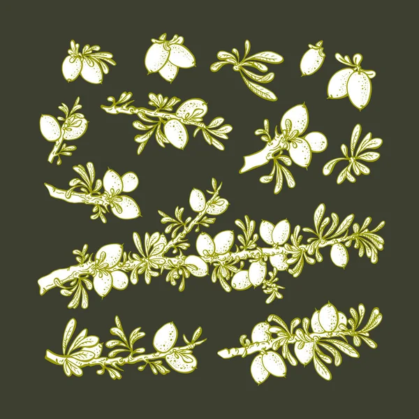 Arganová Rostlina Připravena Vektorový Náčrt Zelené Větve Ořechů Listů Textury — Stockový vektor