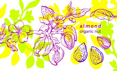 Badem bahçesi. Vector parlak yaz arkaplanı. Çiçek çizimi çizimi. Doğal fındık, el çizimi yeşil yapraklar, çiçek açan çiçekler. Organik yağ, vejetaryen süt