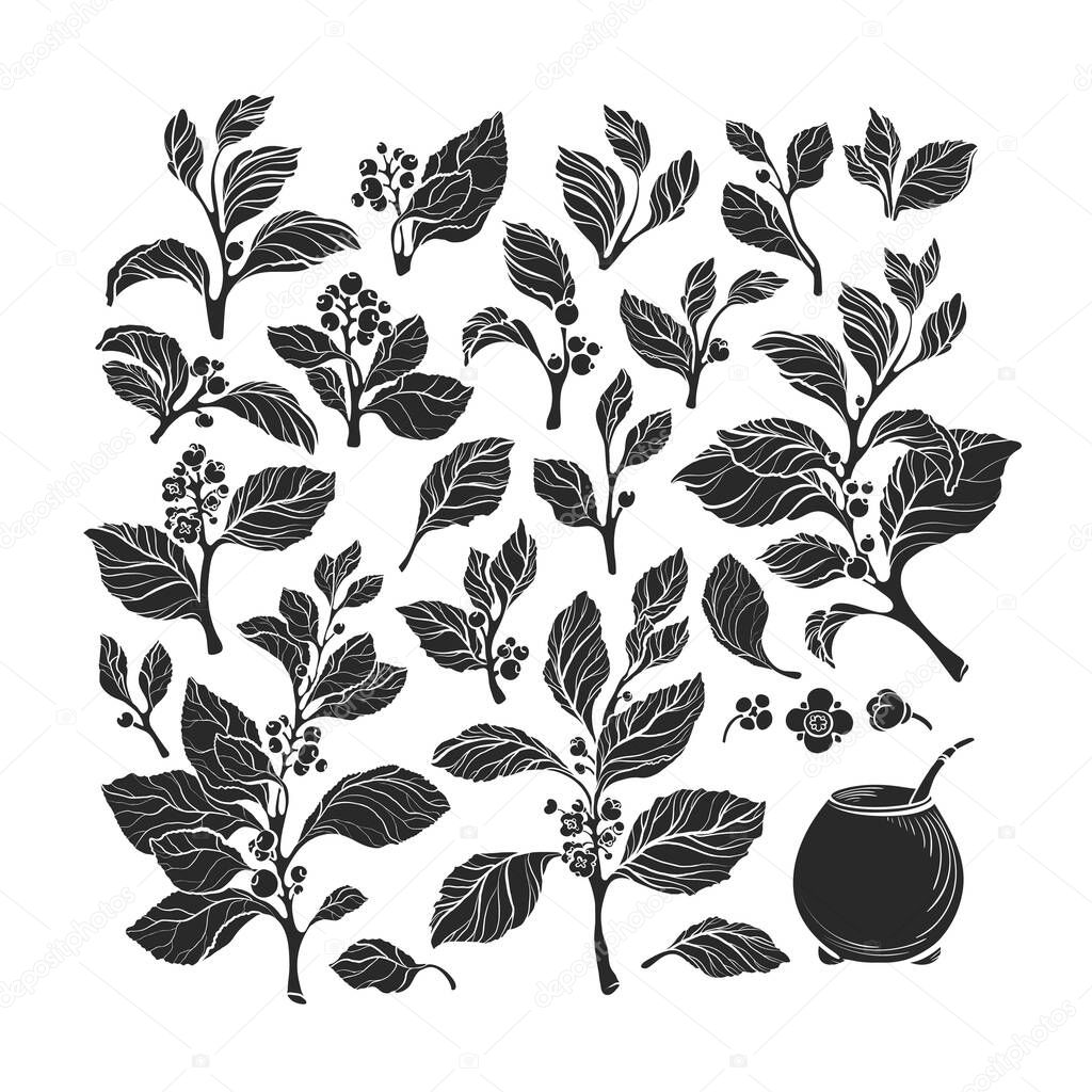 Mate plant set, calabash. Vector floral silhouette of leaves, branch, flower, berry. Art collection isolate on white background. Organic traditional herb drink