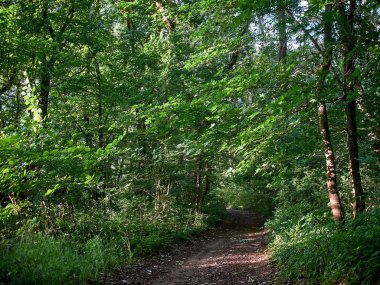 Yeşil bir ormanda yol