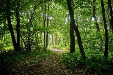 Yeşil bir ormanda yol