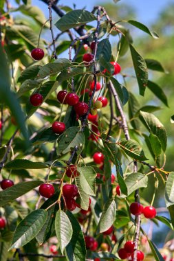 Olgun kirazlar dalda