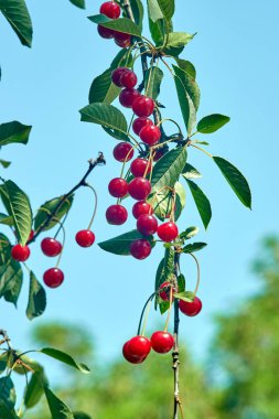 Olgun kirazlar dalda