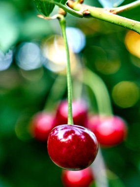 Olgun kirazlar dalda