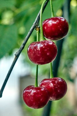 Olgun kirazlar dalda