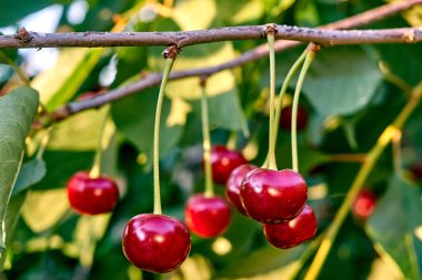 Olgun kirazlar dalda