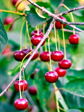 Olgun kirazlar dalda