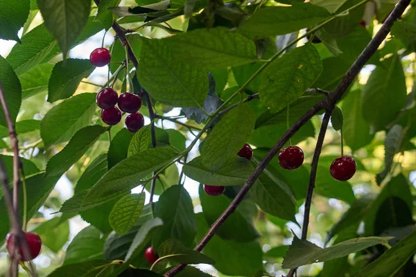 나뭇가지에 달린 잔가지의 열매 — 스톡 사진