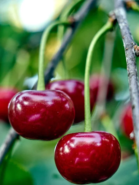 Cerejas maduras em um ramo — Fotografia de Stock