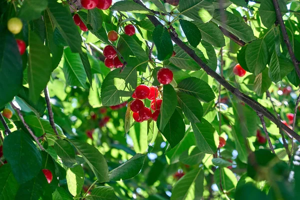 나뭇가지에 달린 잔가지의 열매 — 스톡 사진
