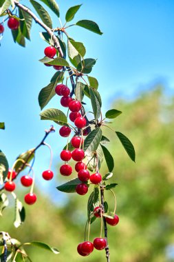 Olgun kirazlar dalda