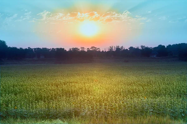 Zachód słońca w polu — Zdjęcie stockowe