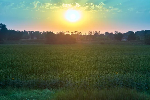 Sonnenuntergang auf dem Feld — Stockfoto