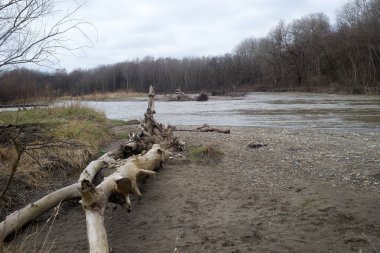Kuban Nehri erken bahar