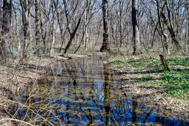 Erken Bahar orman su birikintisi