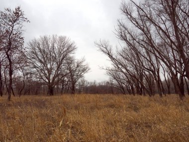 çıplak ağaçlar kuru ot