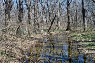 Erken Bahar orman su birikintisi