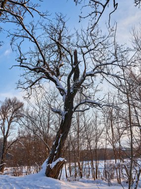 ağaçları kış kar