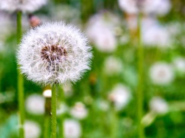 Karahindiba çim arka plan