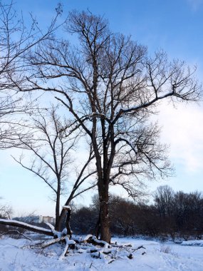 Orman ve kışın ağaçlar