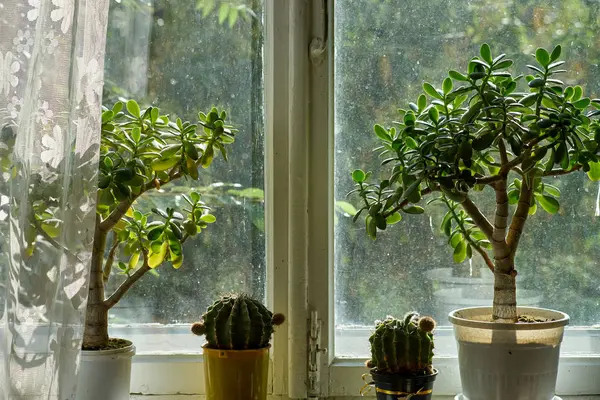 Flowers on the window — Stock Photo, Image