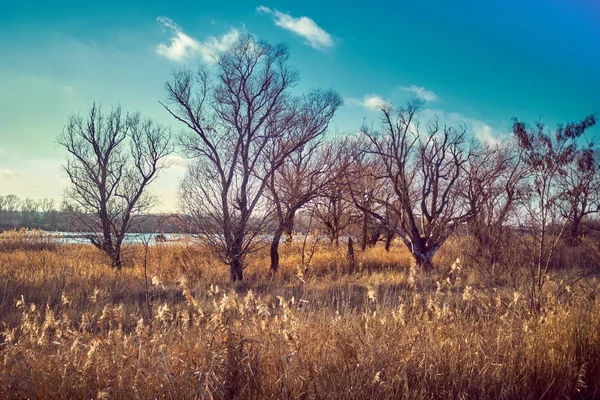 Bare trees blue sky — Stock Photo, Image