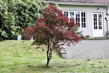 Yeşil bahçe evin yanında. Yaz konsepti. İngiltere.