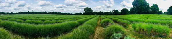 Campos de lavanda en Inglaterra — Foto de Stock