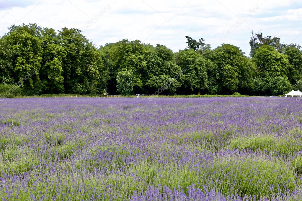 Beautiful lavender fields in England. Outdoor floral concept.