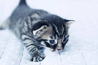 Litytle Şirin genç kedi. Ev Evcil hayvan kavramı. Ev öğrenci.