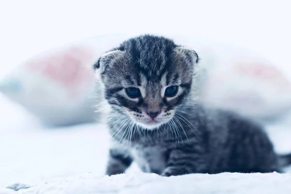 Litytle Lindo Gato Joven Concepto Mascotas Caseras Alumno Casa —  Fotos de Stock