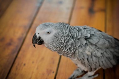 Güzel Afrika gri papağanı evde.