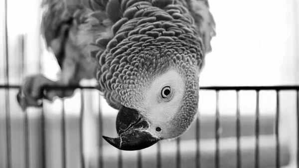 Beautiful African Grey Parrot Home — Stock Photo, Image