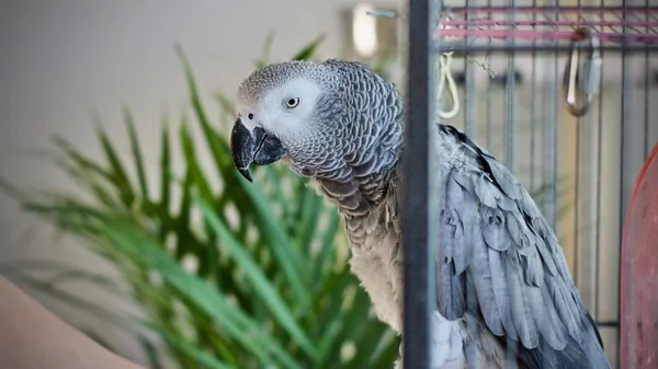 Красивий Африканський Сірий Папуга Вдома — стокове фото
