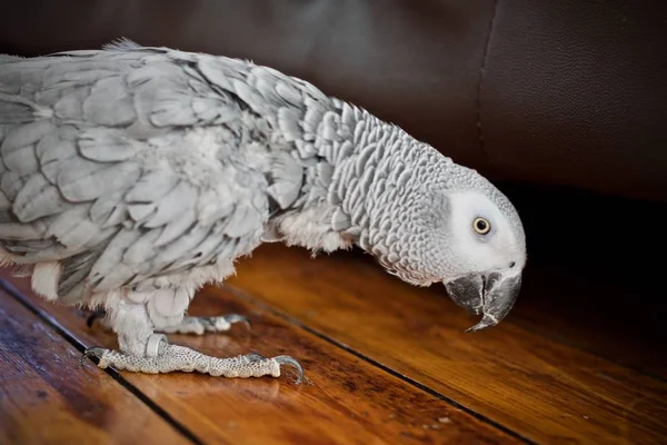 Beautiful African Grey Parrot Home — Stock Photo, Image