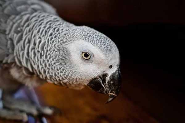 Krásný Papoušek Šedý Doma — Stock fotografie