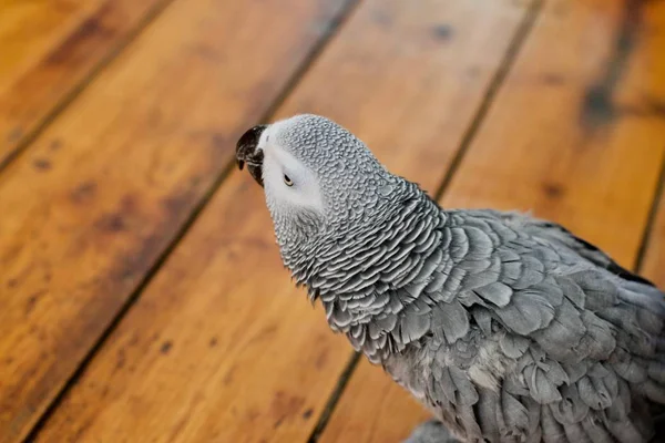 Schöner Afrikanischer Graupapagei Hause — Stockfoto