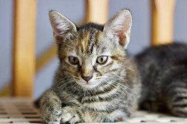 Güzel küçük genç kedi. Ev hayvan evde beslenen hayvan concept.