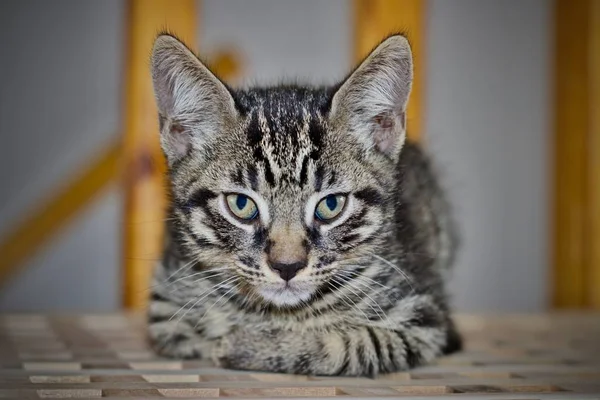 Gato Pequeno Bonito Home Animal Pet Conceito — Fotografia de Stock