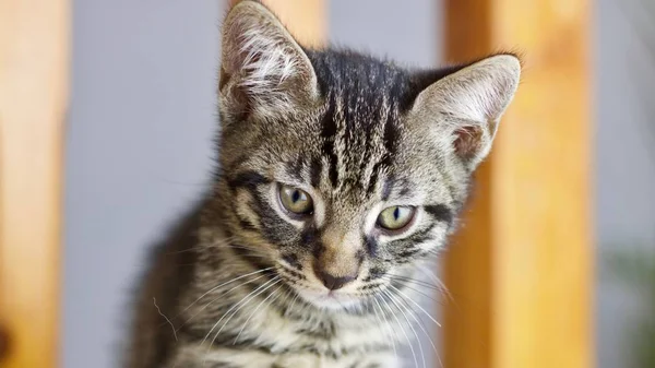 Όμορφο Μικρό Νέος Γάτα Concept Home Ζώων Συντροφιάς — Φωτογραφία Αρχείου