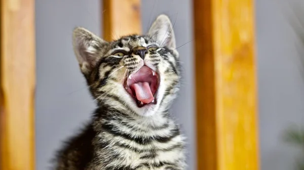 Gato Pequeno Bonito Home Animal Pet Conceito — Fotografia de Stock