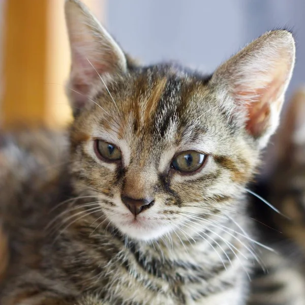 Mooie Kleine Jonge Kat Huis Dier Huisdier Concept — Stockfoto