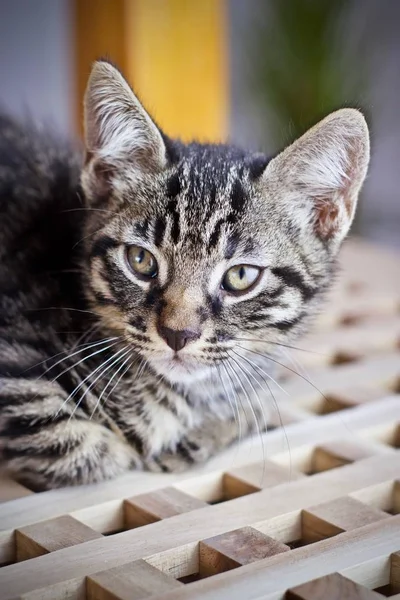 Gato Pequeno Bonito Home Animal Pet Conceito — Fotografia de Stock