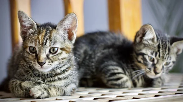 美しい小さな若い猫 ホーム動物ペット コンセプト — ストック写真