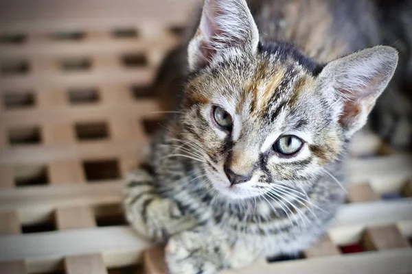Krásná Malá Mladá Kočka Domácí Zvíře Domácí Koncept — Stock fotografie