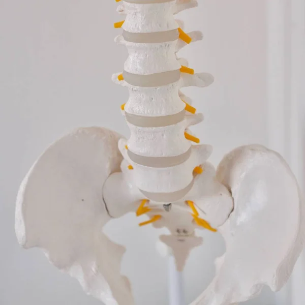 Vita Mänskligt Skelett Med Gula Märken Människans Anatomi Koncept — Stockfoto
