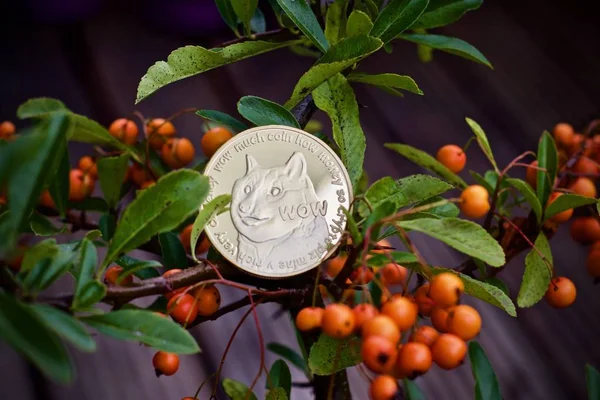 Digital currency physical metal dogecoin coin. Dogecoin tree outdoor concept.
